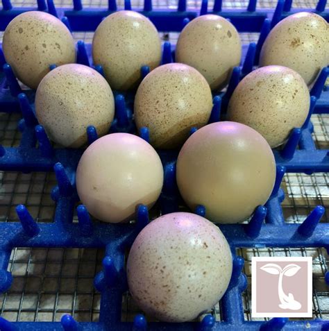 Harding Gamebird Preserve has pheasant, quail & chukar eggs & chicks for sale Harding Gamebird Farm 24637 East. . Quail chukar pheasant eggs for sale near Puchong Selangor